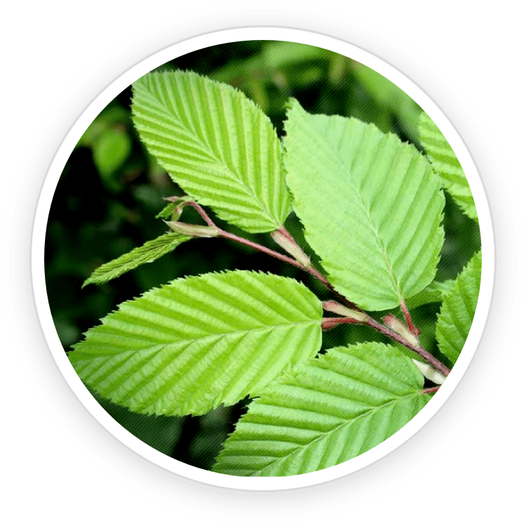 ingredient7 (1)Slippery Elm Bark