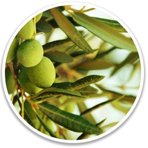 Oliveleaf